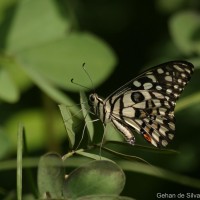 Papilio demoleus Linnaeus, 1758